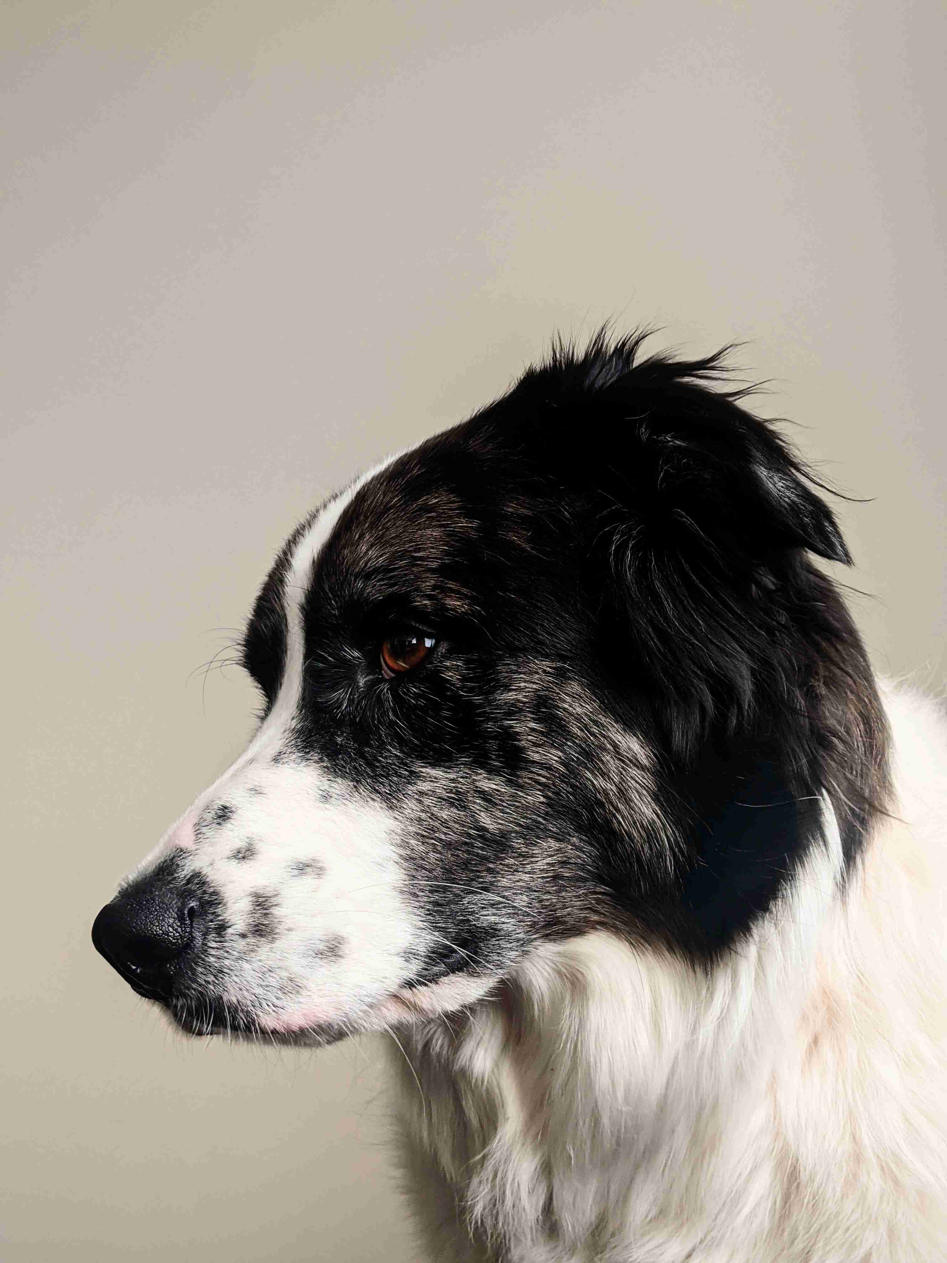 The Fascinating History of the Border Collie Breed: Origins and Evolution
